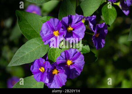 Blossom von auch ein Känguru Apple oder Poroporo genannt Solanum laciniatum oder Kängurustrauch, ausgewählte Schwerpunkte und Bokeh Stockfoto