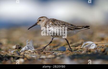 Dunlin, Calidris alpina, Sea Mouse, Die Auf EINER Shingle Bank Läuft, Um Zum Meer zu gelangen. Aufgenommen bei Stanpit Marsh Uk. Stockfoto