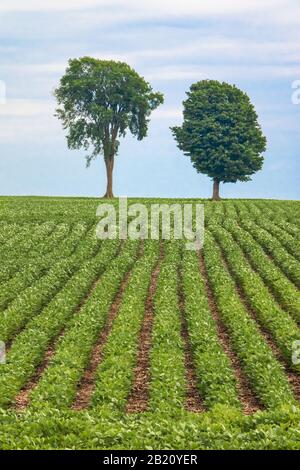 Zwei Bäume auf dem Hügel in Feldreihen Stockfoto