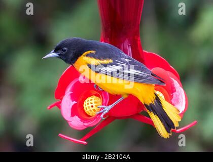 Männliche Baltimore Oriole bei Hummingbird Feeder Stockfoto