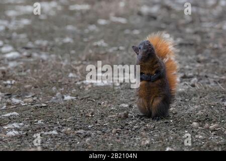 Rötliches schwarzes graues Hörnchen, das nach oben blickt Stockfoto