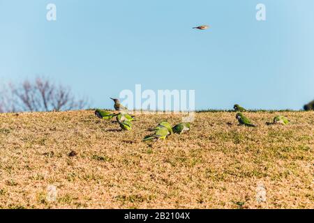 Eine Gruppe grüner Mönch Parakeet, die in einem Park auf dem Gras isst Stockfoto