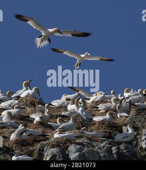 Eine Sammlung von Gannets, Morus bassanus, Nesting auf Nestern aus verschiedenen Plastikarten, einschließlich Seilen, ausrangierten Fischernten. Grassholme UK Stockfoto