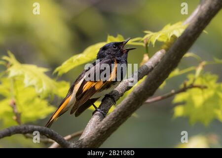 Nahaufnahme der Unterzeichnung eines männlichen amerikanischen Redstart-Warblervogels auf dem Baumzweig Stockfoto