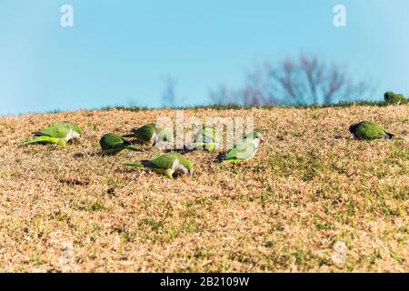 Eine Gruppe grüner Mönch Parakeet, die in einem Park auf dem Gras isst Stockfoto