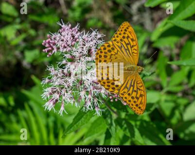 Silbergewaschene Fritillarie (Argynnis paphia) auf Blumen des gemeinen Wasserostens (Eupatorium cannabinum), Gaisstein, Furth, Oberösterreich Stockfoto