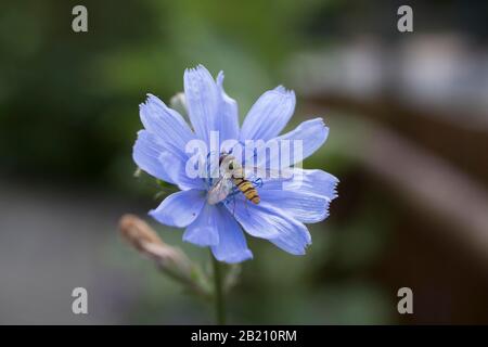 Hoverfly (Syrphida) auf der Blüte der gemeinen Zichorie (Cichorium intybus) Stockfoto