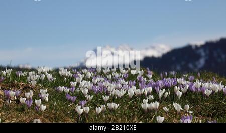 Crocus Blume (Crocus) in den Allgaeu Alpen, Balderschwang, Allgaeu, Bayern, Deutschland Stockfoto