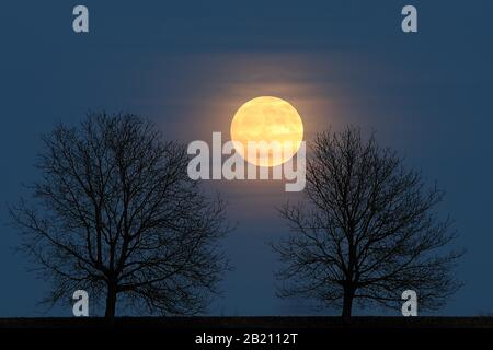 Vollmond hinter einer Baumreihe, St.Wolfgang bei Altenmarkt, Chiemgau, Oberbayern, Bayern, Deutschland Stockfoto