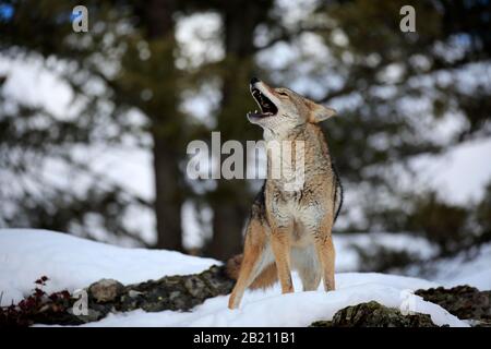 Coyote (Canis latrans), Erwachsener, im Winter, im Schnee, Heulen, Montana, Nordamerika, USA Stockfoto