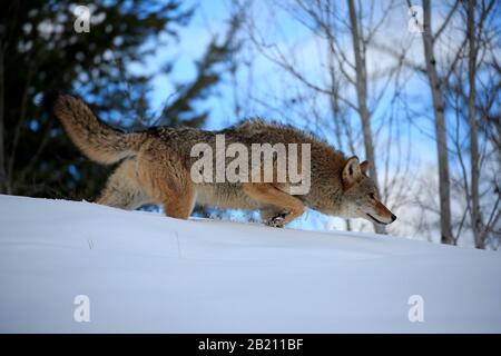 Coyote (Canis latrans), Erwachsener, im Winter, im Schnee, in der Nahrungssuche, gefangen, Montana, Nordamerika, USA Stockfoto