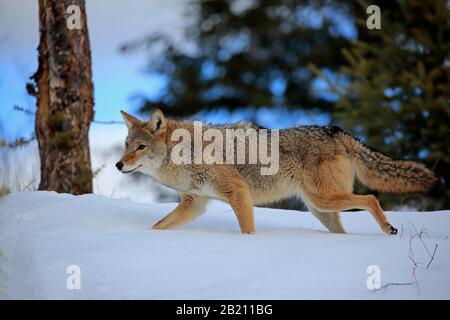 Coyote (Canis latrans), Erwachsener, im Winter, im Schnee, in der Nahrungssuche, gefangen, Montana, Nordamerika, USA Stockfoto