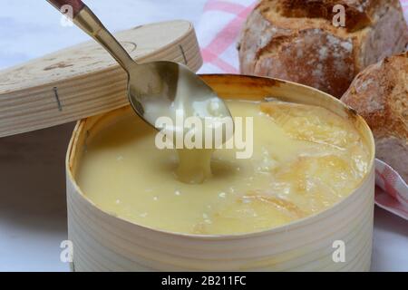 Aus Loeffel fließt der Schweizer Weichkäse Vacherin Mont d'Or Stockfoto