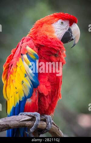 Scarlet Macaw (Ara macao) auf einer Filiale sitzend, Seitenansicht, gefangen, St. Augustine Alligator Farm Zoological Park, St. Augustine, Florida, USA Stockfoto