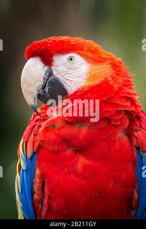 Scarlet Macaw (Ara macao), Portrait, Captive, St. Augustine Alligator Farm Zoological Park, St. Augustine, Florida, USA Stockfoto