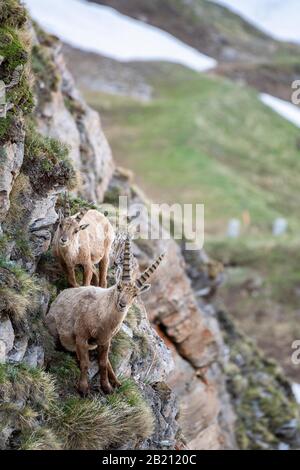 Alpine Ibex (Capra Ibex), Zwei Jungtiere in Felswand, Nationalpark hohe Tauern, Kärntner, Österreich Stockfoto