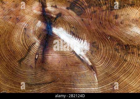 Altersringe aus einem abgesponnenen Baum, Berchtesgaden, Bayern, Deutschland Stockfoto