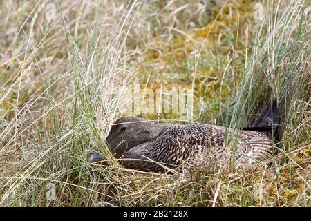 Gewöhnlicher Eider (Somateria mollissima), weibliches Tier auf der Kupplung getarnt im Biotop, Nationalpark Wattenmeer Niedersachsen, Niedersachsen Stockfoto