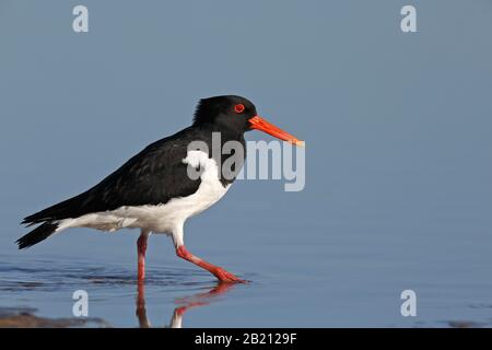 Eurasischer Austercatcher (Haematopus ostralegus), auf der Suche nach Lebensmitteln in den Erdwällen, ostfriesischen Inseln, Nationalpark Wattenmeer Niedersachsen Stockfoto