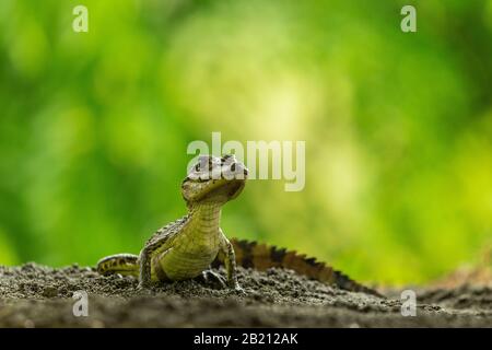Ein junger Spectacled Caiman (Caiman Crocodilus) in Costa Rica Stockfoto