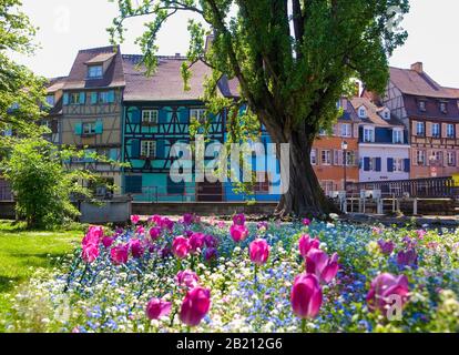 Fachwerkhäuser in Klein Venedig, Colmar, Elsaß, Frankreich Stockfoto