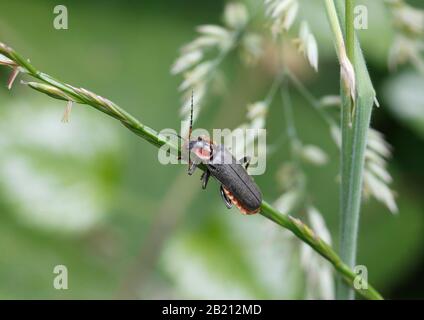 Soldatenkäfer (Cantharis fusca) am Stielstiel, Deutschland Stockfoto