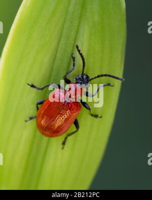 Nahaufnahme des roten Lilienkäfers, der auf der Blumenknospe läuft Stockfoto