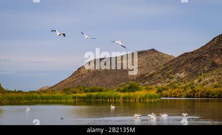 Amerikanische weiße Pelikane fliegen und schwimmen in der Nähe der Historischen Gillespie Dam Bridge in Arizona. Stockfoto