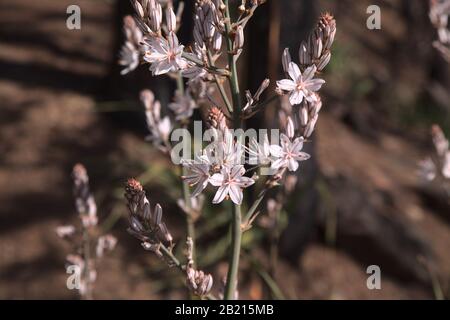 Flora von Gran Canaria - Asphodelus ramosus, verzweigter Asphodel, blumiger Hintergrund Stockfoto