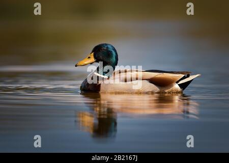 Stockente, Anas platyrhynchos, gemeinsame Wasser Vogel aus europäischen Flüssen und Seen, Hortobagy National Park, Ungarn. Stockfoto