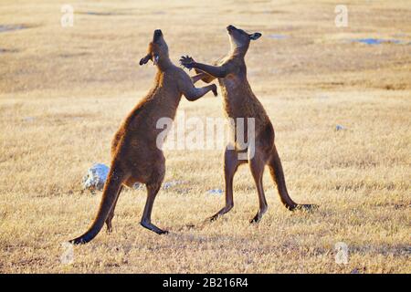 Mutter und Babykänguru Stockfoto