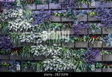 Eine schöne Wand von lebenden Pflanzen ziert ein Atrium im Innenbereich Stockfoto