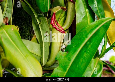 Der blassgrüne Krug mit rotbraunen Sprenkel von Nepenthes 'Miranda', einer mehrjährigen fleischfressenden Pflanze. Stockfoto