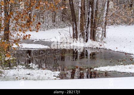 Bäume spießen einen eisigen Teich nach einem Schneefall in Michigan USA ziemlich in den Spiegel Stockfoto