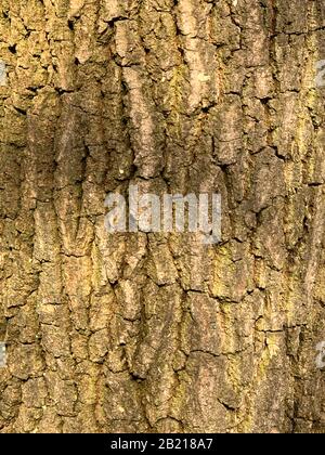 Detail des Baumstamms. Alter Baumstamm Kruste Hintergrund, Wald in Belgien Stockfoto