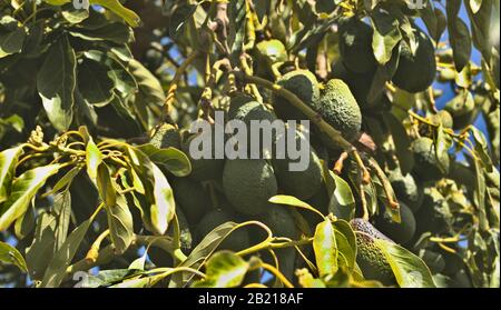 Wachsende dunkelgrüne Avocado-Birnen, wichtige Produkte von Gran Canaria Stockfoto