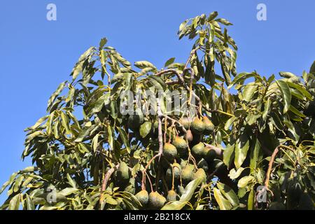 Wachsende dunkelgrüne Avocado-Birnen, wichtige Produkte von Gran Canaria Stockfoto