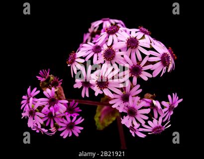 Flora von Gran Canaria - Pericallis webbii, lokal genannt Mai-Blume, endemisch auf der Insel Stockfoto