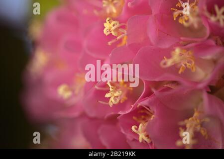 Dombeya wallichii, rosafarbener Kugelbaum in Blüte Stockfoto