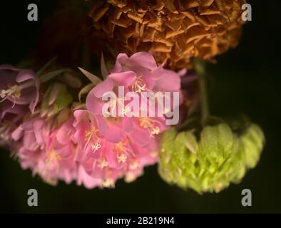 Dombeya wallichii, rosafarbener Kugelbaum in Blüte Stockfoto