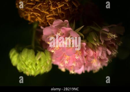 Dombeya wallichii, rosafarbener Kugelbaum in Blüte Stockfoto