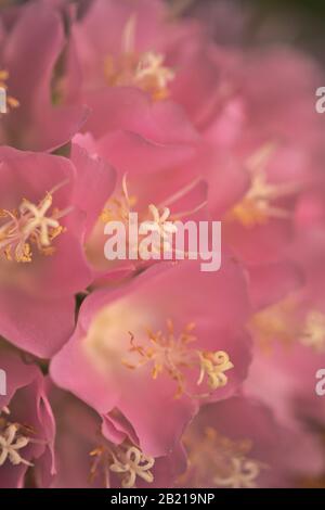 Dombeya wallichii, rosafarbener Kugelbaum in Blüte Stockfoto