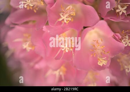 Dombeya wallichii, rosafarbener Kugelbaum in Blüte Stockfoto