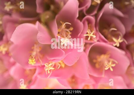 Dombeya wallichii, rosafarbener Kugelbaum in Blüte Stockfoto