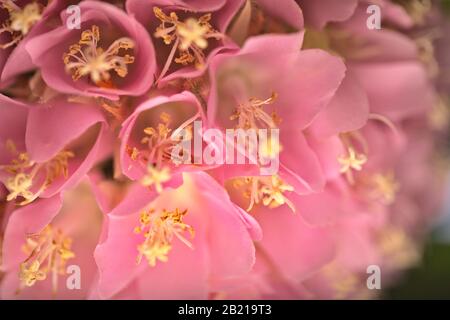 Dombeya wallichii, rosafarbener Kugelbaum in Blüte Stockfoto