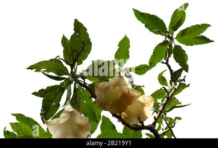 Brugmansia, Engel Trompeten gelbe Blüten isoliert auf weiß Stockfoto