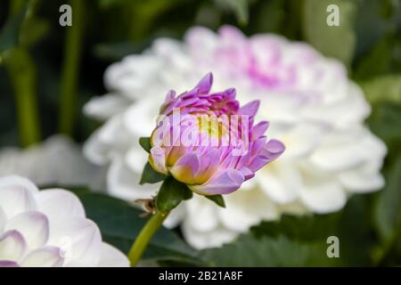 Dahlia Knospe weiß violett kurz vor Eröffnung Stockfoto