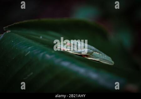 Rot-Eyed Tree Frog, Tortuguero, Costa Rica Stockfoto