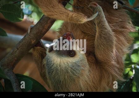 Zweiadriger Sloth, der zur Kamera zeigt Stockfoto