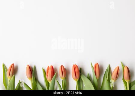 Die rote Knospe der Tulpenblumen lag flach auf weißem Hintergrund mit Kopiertempo. Saisonal, ostern, Frühlingsblumen Hintergrund. Rahmendekoration. Stockfoto